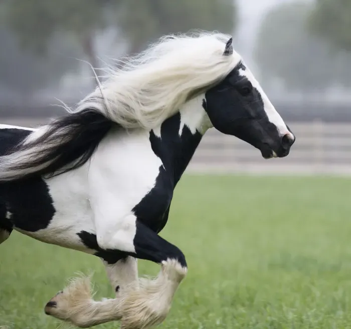 Framed Print : Gypsy Vanner stallion running in paddock, Ojai, California, USA Framed Print : Gypsy Vanner stallion running in paddock, Ojai, California, USA
