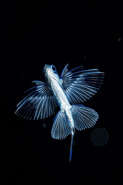 Gyre flyingfish (Prognichthys glaphyrae) photographed in the Sargasso Sea, Atlantic Ocean