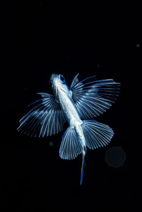 Framed Print : Gyre flyingfish (Prognichthys glaphyrae) photographed in the Sargasso Sea, Atlantic Ocean Framed Print : Gyre flyingfish (Prognichthys glaphyrae) photographed in the Sargasso Sea, Atlantic Ocean
