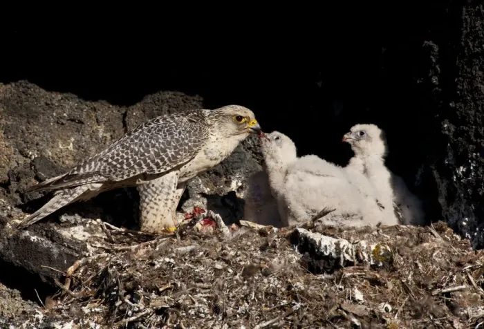 Framed Print : Gyrfalcon (Falco rusticolus) feeding chick, Thingeyjarsyslur, Iceland, June 2009 Framed Print : Gyrfalcon (Falco rusticolus) feeding chick, Thingeyjarsyslur, Iceland, June 2009