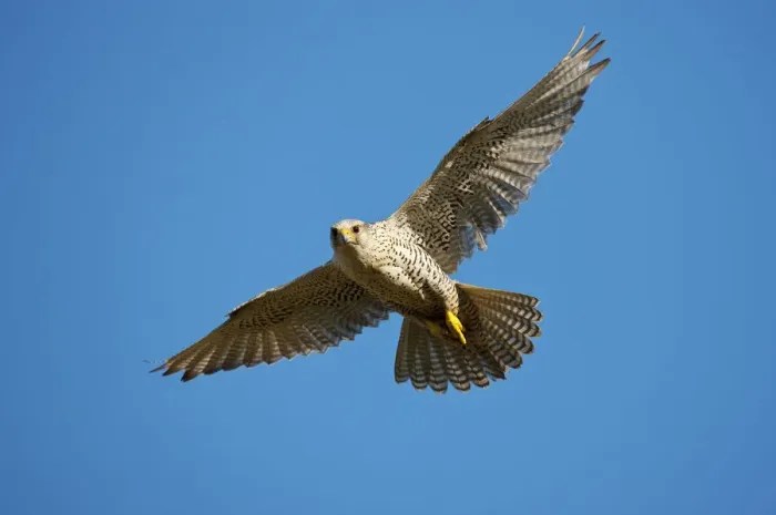 Framed Print : Gyrfalcon (Falco rusticolus) in flight, Thingeyjarsyslur, Iceland, June 2009 Framed Print : Gyrfalcon (Falco rusticolus) in flight, Thingeyjarsyslur, Iceland, June 2009