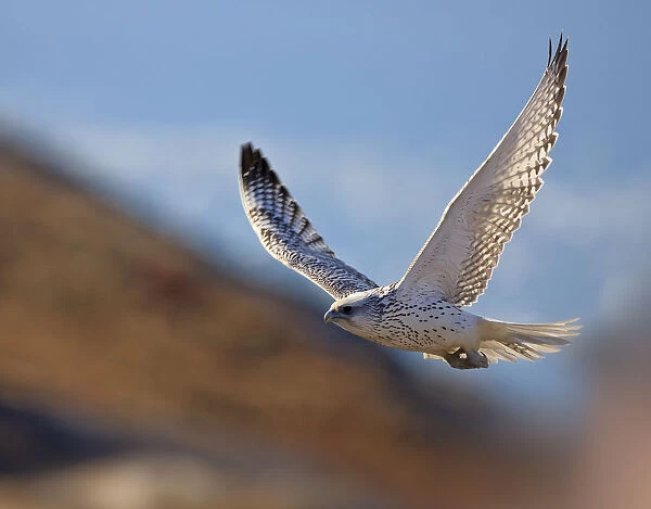 Gyrfalcon (Falco rusticolus) in flight, Disko Bay, Greenland, August 2009