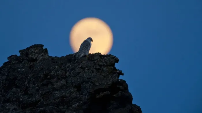 Framed Print : Gyrfalcon (Falco rusticolus) on rock silhouetted against full moon, Myvatn, Thingeyjarsyslur Framed Print : Gyrfalcon (Falco rusticolus) on rock silhouetted against full moon, Myvatn, Thingeyjarsyslur