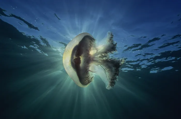 Framed Print : Haeckel's jellyfish (Pseudorhiza haeckeli) floating underwater in a sunburst, South Australia, Pacific Ocean Framed Print : Haeckel's jellyfish (Pseudorhiza haeckeli) floating underwater in a sunburst, South Australia, Pacific Ocean