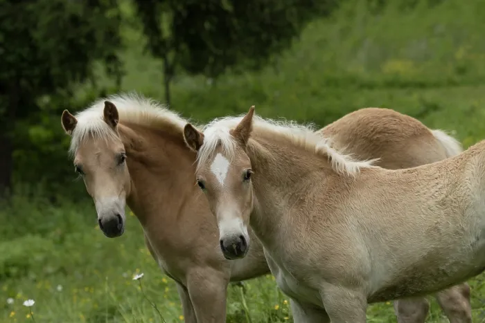 Framed Print : Two Haflinger colts, portrait, Hinterglemm, Austria. June Framed Print : Two Haflinger colts, portrait, Hinterglemm, Austria. June