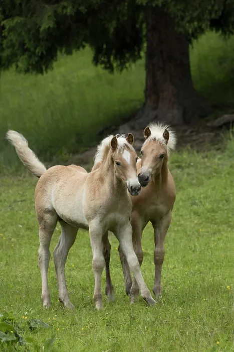 Framed Print : Two Haflinger colts, portrait, Hinterglemm, Austria. June Framed Print : Two Haflinger colts, portrait, Hinterglemm, Austria. June