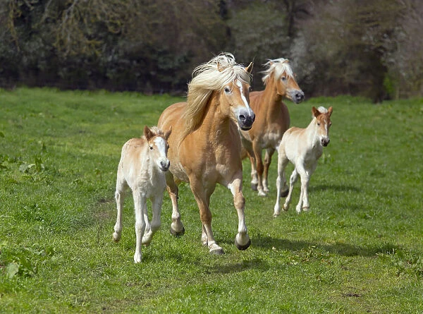 Haflinger horse mares and foals running in meadow. England, UK