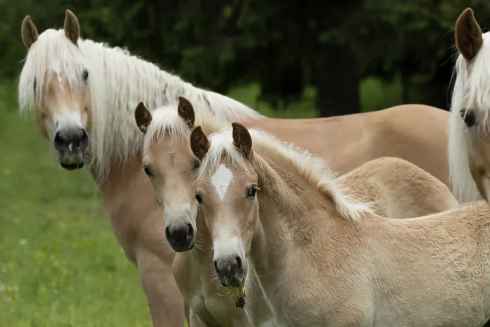 Framed Print : Three Haflinger horses - two mares and two colts, portrait, Hinterglemm, Austria. June Framed Print : Three Haflinger horses - two mares and two colts, portrait, Hinterglemm, Austria. June