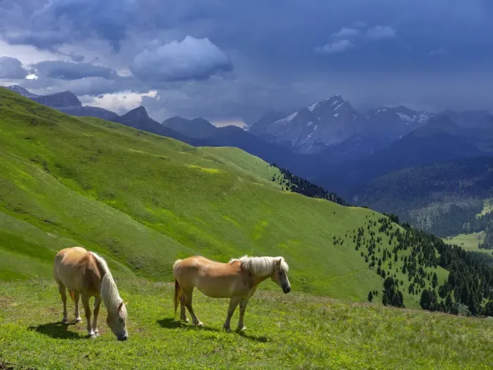 Framed Print : Haflinger horses, Seiser Alm, Dolomites, South Tyrol, Italy, July 2019 Framed Print : Haflinger horses, Seiser Alm, Dolomites, South Tyrol, Italy, July 2019