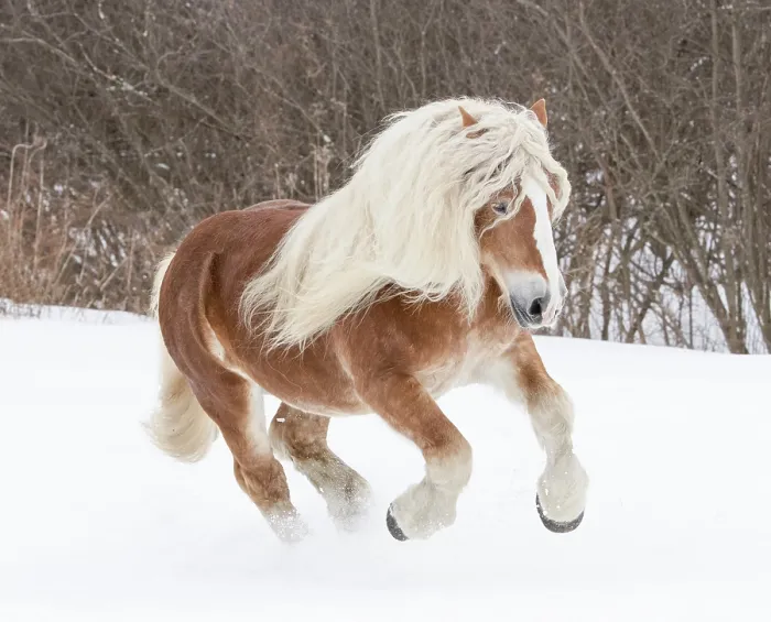 Framed Print : Haflinger stallion galloping through snow. Quebec, Canada. January Framed Print : Haflinger stallion galloping through snow. Quebec, Canada. January