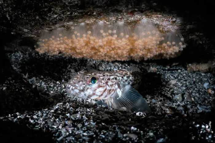Framed Print : Hairchin goby (Sagamia geneionema) male, guarding a clutch of developing eggs, Kanagawa Prefecture, Japan, Pacific Ocean Framed Print : Hairchin goby (Sagamia geneionema) male, guarding a clutch of developing eggs, Kanagawa Prefecture, Japan, Pacific Ocean