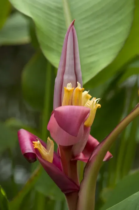 Framed Print : Hairy banana (Musa velutina) flowering in glasshouse, Kew Gardens, London, UK. Native to Himalayas Framed Print : Hairy banana (Musa velutina) flowering in glasshouse, Kew Gardens, London, UK. Native to Himalayas
