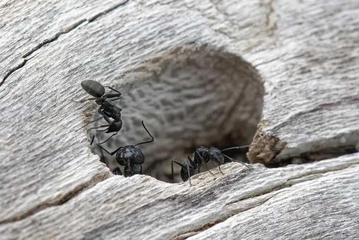 Framed Print : Hairy carpenter ant (Camponotus vagus) soldier guarding the colony entrance in an old log on a beach as smaller worker ants come and go, Corfu, Greece. May