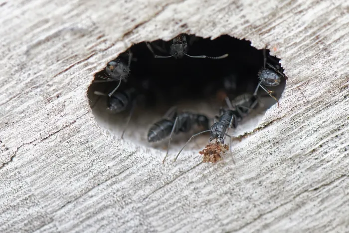 Framed Print : Hairy carpenter ant (Camponotus vagus) worker dropping a ball of frass wood shavings from a colony entrance in an old log on a beach, Corfu, Greece. May Framed Print : Hairy carpenter ant (Camponotus vagus) worker dropping a ball of frass wood shavings from a colony entrance in an old log on a beach, Corfu, Greece. May