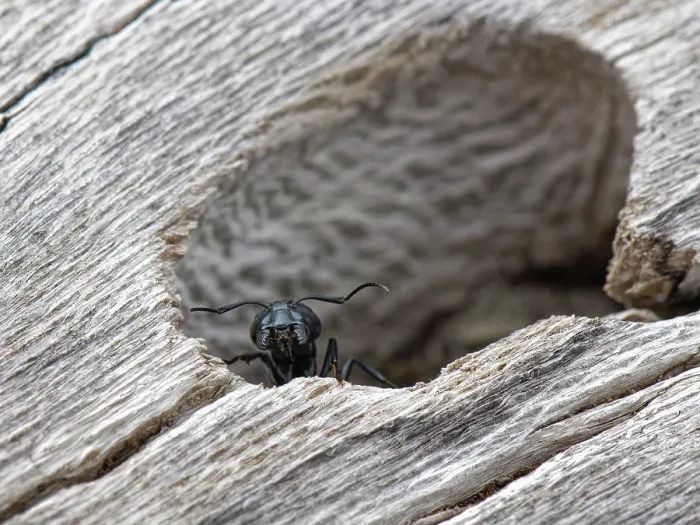 Framed Print : Hairy carpenter ant (Camponotus vagus) soldier guarding the colony entrance in an old log on a beach, Corfu, Greece. May Framed Print : Hairy carpenter ant (Camponotus vagus) soldier guarding the colony entrance in an old log on a beach, Corfu, Greece. May