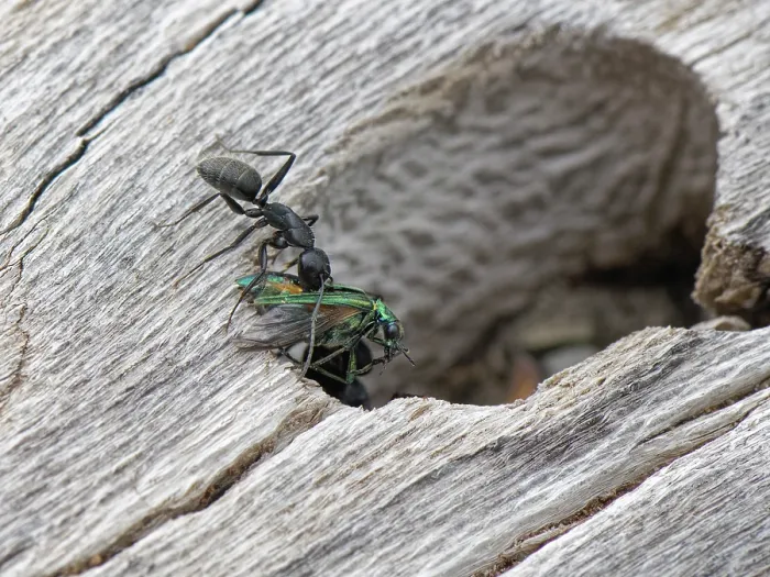 Framed Print : Hairy carpenter ant (Camponotus vagus) worker bringing Flower beetle (Oedemeridae) prey to colony entrance in an old log on a beach, Corfu, Greece. May Framed Print : Hairy carpenter ant (Camponotus vagus) worker bringing Flower beetle (Oedemeridae) prey to colony entrance in an old log on a beach, Corfu, Greece. May