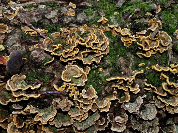 Framed Print : Hairy curtain crust (Stereum hirsutum), Coulsdon Common, Surrey, England, UK. October Framed Print : Hairy curtain crust (Stereum hirsutum), Coulsdon Common, Surrey, England, UK. October