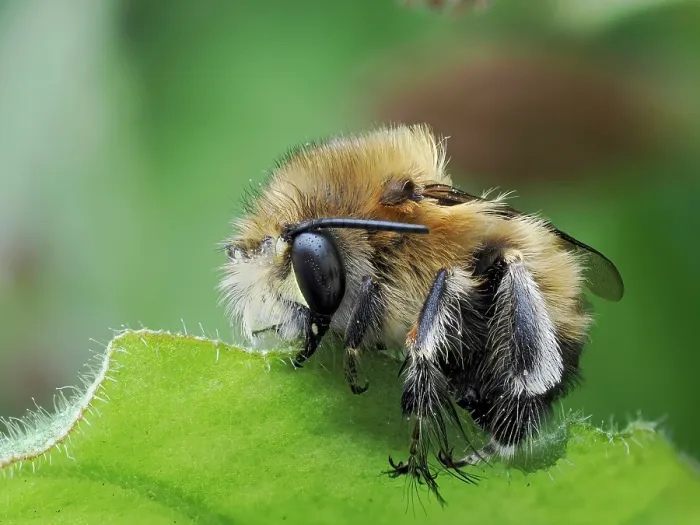 Framed Print : Hairy footed flower bee (Anthophora plumipes) male, sleeping clamped on to a leaf, Hertfordshire, England, UK. March. Focus stacked Framed Print : Hairy footed flower bee (Anthophora plumipes) male, sleeping clamped on to a leaf, Hertfordshire, England, UK. March. Focus stacked