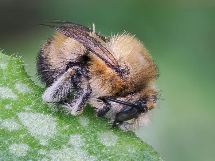 Framed Print : Hairy footed flower bee (Anthophora plumipes) male, sleeping clamped on to a leaf, Hertfordshire, England, UK. March. Focus stacked Framed Print : Hairy footed flower bee (Anthophora plumipes) male, sleeping clamped on to a leaf, Hertfordshire, England, UK. March. Focus stacked