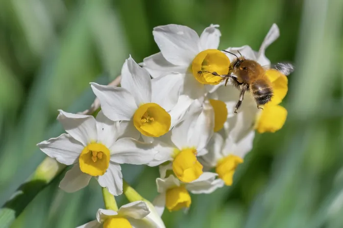 Framed Print : Hairy footed flower bee (Anthophora plumipes) nectaring on Dwarf narcissus (Narcissus canaliculatus), Monmouthshire Wales, UK. March