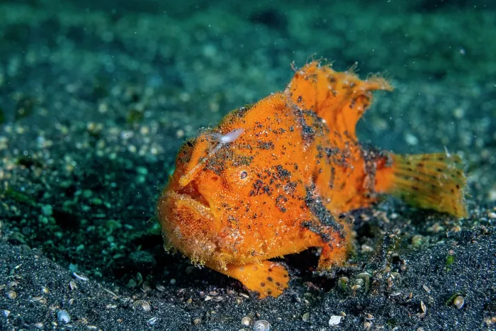 Framed Print : Hairy frogfish (Antennarius striatus) resting on seabed, Lembeh Strait, North Sulawesi, Indonesia, Pacific Ocean Framed Print : Hairy frogfish (Antennarius striatus) resting on seabed, Lembeh Strait, North Sulawesi, Indonesia, Pacific Ocean
