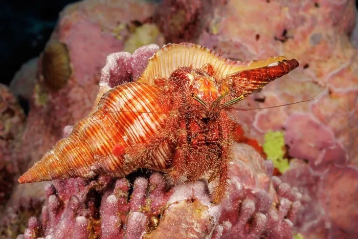 Framed Print : Hairy netted hermit crab (Aniculus retipes) resting on coral reef, Yap, Federated States of Micronesia, Pacific Ocean Framed Print : Hairy netted hermit crab (Aniculus retipes) resting on coral reef, Yap, Federated States of Micronesia, Pacific Ocean