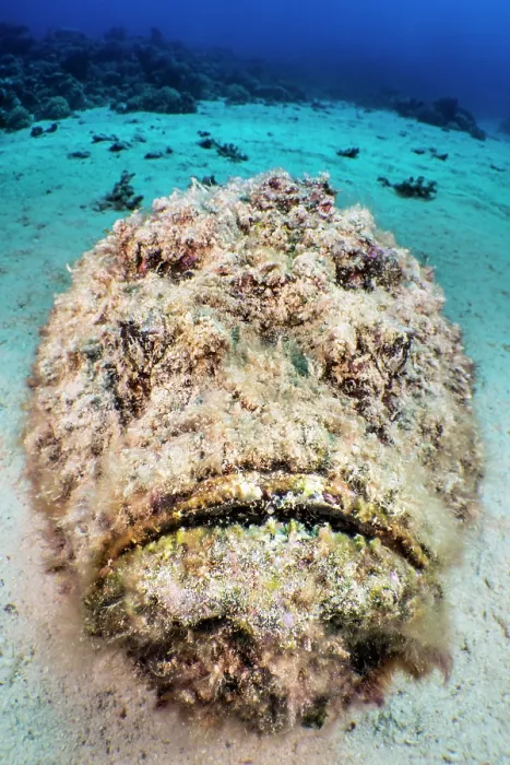 Framed Print : Hairy reef stonefish (Synanceia verrucosa) camouflaged on sandy seabed, Gubal Island, Egypt, Red Sea Framed Print : Hairy reef stonefish (Synanceia verrucosa) camouflaged on sandy seabed, Gubal Island, Egypt, Red Sea
