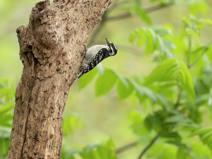 Framed Print : Hairy woodpecker (Leuconotopicus villosus) female, perched on tree trunk in garden, Hoot Hollow, Pennsylvania, USA. May Framed Print : Hairy woodpecker (Leuconotopicus villosus) female, perched on tree trunk in garden, Hoot Hollow, Pennsylvania, USA. May