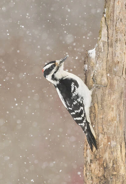 Hairy woodpecker (Picoides villosus) male in snowstorm, Freeville, New York, USA, February