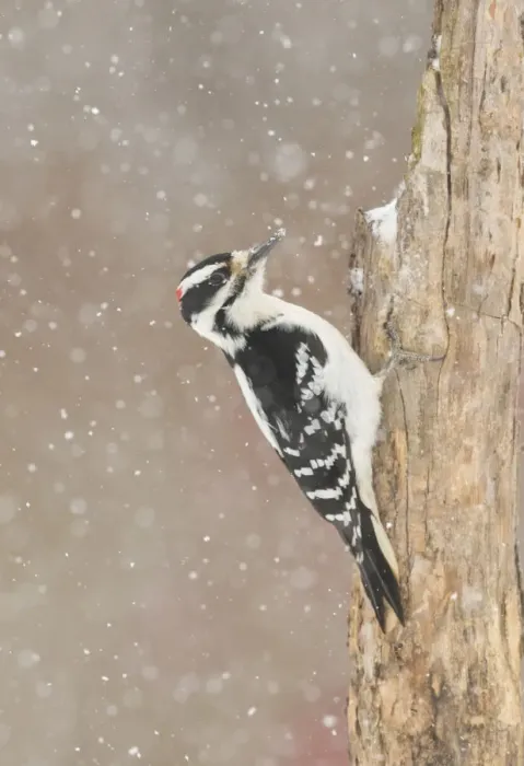 Framed Print : Hairy woodpecker (Picoides villosus) male in snowstorm, Freeville, New York, USA, February Framed Print : Hairy woodpecker (Picoides villosus) male in snowstorm, Freeville, New York, USA, February