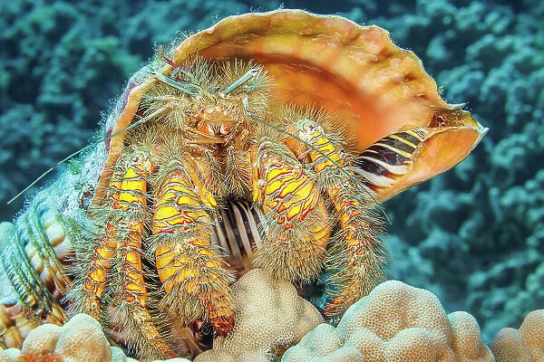 Hairy yellow hermit crab (Aniculus maximus) in its home of a Triton trumpet shell (Charonia tritonis), Hawaii, Pacific Ocean
