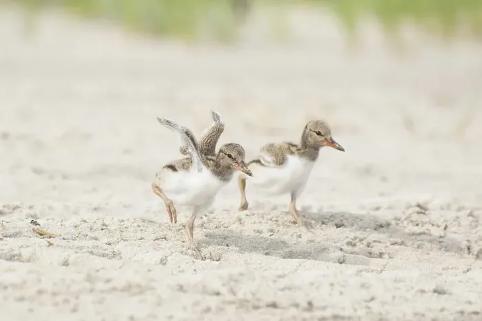 Framed Print : Two half-grown American oystercatchers (Haematopus palliatus) chicks running along sandy beach. Long Island, New York, USA. June Framed Print : Two half-grown American oystercatchers (Haematopus palliatus) chicks running along sandy beach. Long Island, New York, USA. June