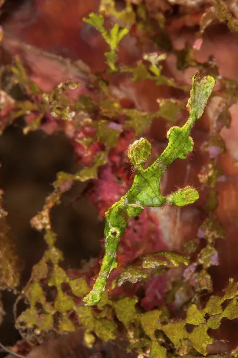 Framed Print : Halimeda ghost pipefish (Solenostomus halimeda) swimming past Halimeda algae from which it gets its name and where its shape and colouration provide it with excellent camouflage Framed Print : Halimeda ghost pipefish (Solenostomus halimeda) swimming past Halimeda algae from which it gets its name and where its shape and colouration provide it with excellent camouflage