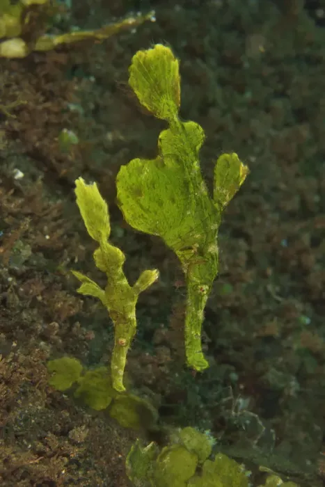 Framed Print : Halimeda ghost pipefish (Solenostomus halimeda) mimicking the halimeda algae. Sulu sea Framed Print : Halimeda ghost pipefish (Solenostomus halimeda) mimicking the halimeda algae. Sulu sea