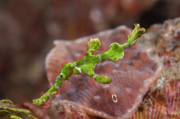 Framed Print : Halimeda ghost pipefish (Solenostomus halimeda) portrait, Lembeh Strait, North Sulawesi Framed Print : Halimeda ghost pipefish (Solenostomus halimeda) portrait, Lembeh Strait, North Sulawesi