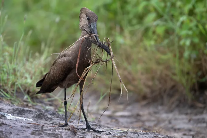 Framed Print : Hamerkop (Scopus umbretta) collecting nesting material, Allahein river, The Gambia Framed Print : Hamerkop (Scopus umbretta) collecting nesting material, Allahein river, The Gambia