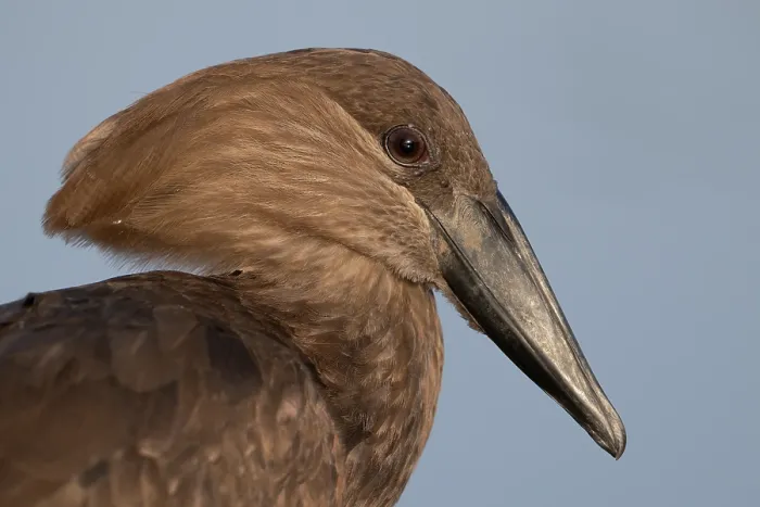 Framed Print : Hamerkop (Scopus umbretta) head portrait, Allahein river, The Gambia Framed Print : Hamerkop (Scopus umbretta) head portrait, Allahein river, The Gambia