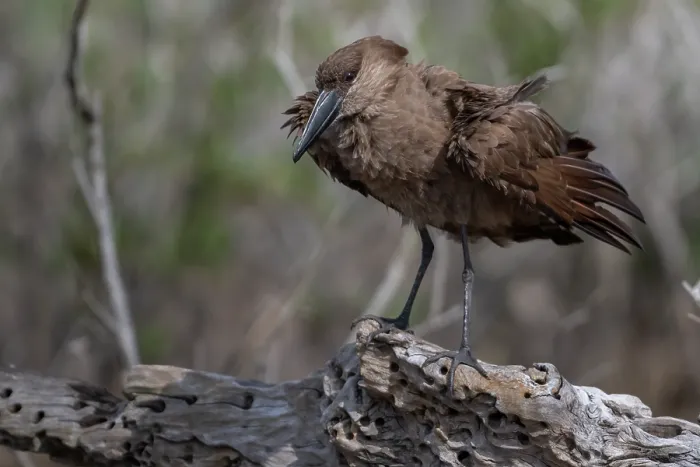 Framed Print : Hamerkop (Scopus umbretta) perched on branch shaking its feathers, Allahein river, The Gambia Framed Print : Hamerkop (Scopus umbretta) perched on branch shaking its feathers, Allahein river, The Gambia