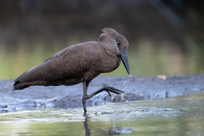 Framed Print : Hamerkop (Scopus umbretta) scratching beak after drinking, Allahein river, The Gambia Framed Print : Hamerkop (Scopus umbretta) scratching beak after drinking, Allahein river, The Gambia