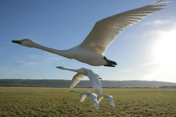 Framed Print : Hand reared Whooper Swans (Cygnus cygnus) in flight. Birds imprinted and trained by Lloyd Framed Print : Hand reared Whooper Swans (Cygnus cygnus) in flight. Birds imprinted and trained by Lloyd