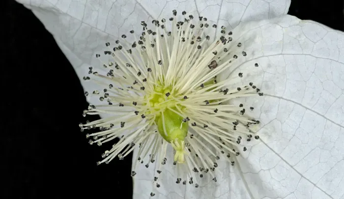 Framed Print : Handkerchief / Dove tree (Davidia involucrata) inflorescence, stamens with green ovary Framed Print : Handkerchief / Dove tree (Davidia involucrata) inflorescence, stamens with green ovary
