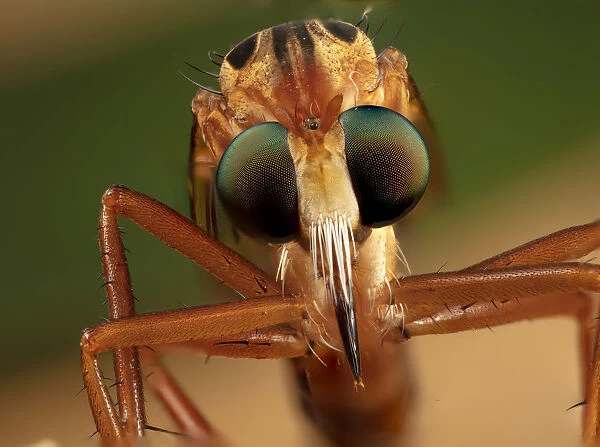 Hanging thief robber fly (Diogmites sp) close up of head and eyes, Philadelphia