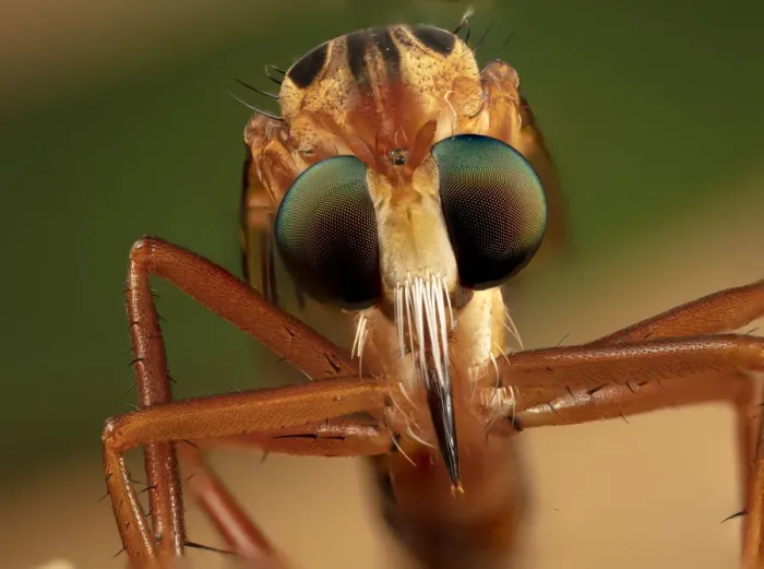 Framed Print : Hanging thief robber fly (Diogmites sp) close up of head and eyes, Philadelphia Framed Print : Hanging thief robber fly (Diogmites sp) close up of head and eyes, Philadelphia