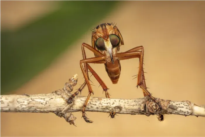 Framed Print : Hanging thief robber fly (Diogmites sp) Philadelphia, Pennsylvania, USA, July Framed Print : Hanging thief robber fly (Diogmites sp) Philadelphia, Pennsylvania, USA, July