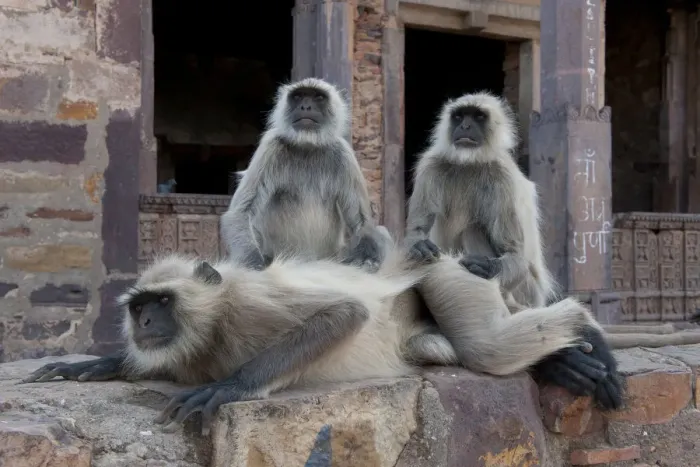 Framed Print : Hanuman Langur or Common Langur (Semnopithecus / Presbytis entellus), in temple ruins Framed Print : Hanuman Langur or Common Langur (Semnopithecus / Presbytis entellus), in temple ruins