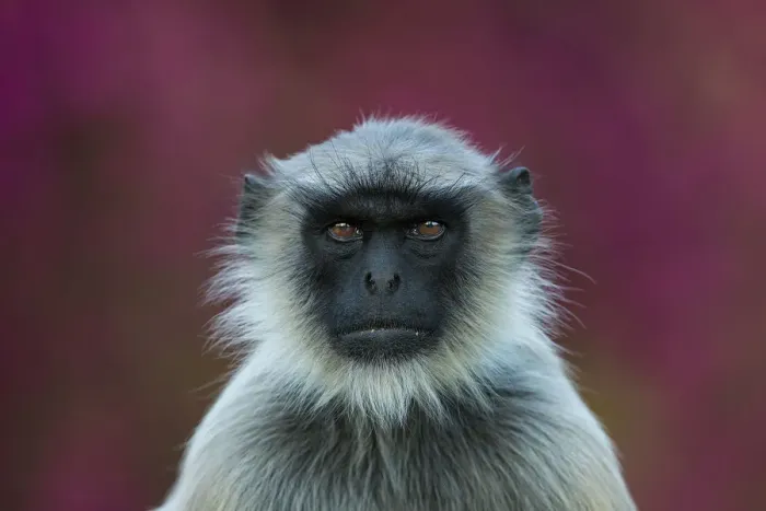 Framed Print : Hanuman langur (Semnopithecus / Presbytis entellus), portrait in front of BougainvilleaAflowers Framed Print : Hanuman langur (Semnopithecus / Presbytis entellus), portrait in front of BougainvilleaAflowers