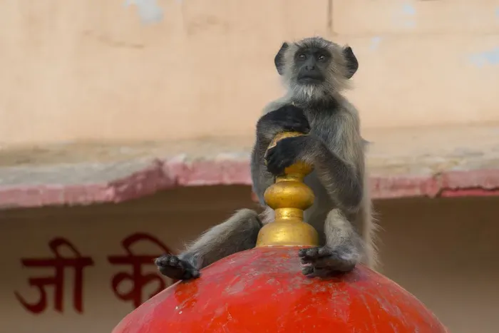 Framed Print : Hanuman langur (Semnopithecus / Presbytis entellus), on temple, Rajasthan, India Framed Print : Hanuman langur (Semnopithecus / Presbytis entellus), on temple, Rajasthan, India