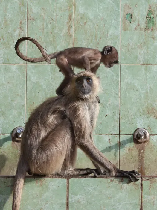 Framed Print : Hanuman langur (Semnopithecus / Presbytis entellus), female with baby at water tap Framed Print : Hanuman langur (Semnopithecus / Presbytis entellus), female with baby at water tap