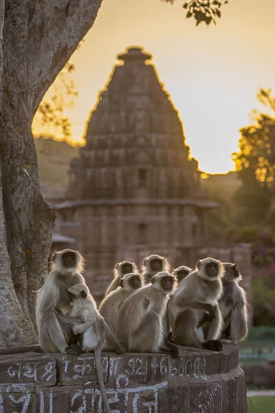 Hanuman Langurs (Semnopithecus entellus) group sitting in front of cenotaph, sunrise