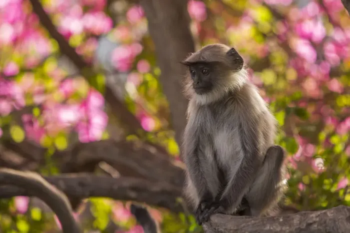 Framed Print : Hanuman Langurs (Semnopithecus entellus) in Bougainvillea Mandore Garden, Jodhpur, India Framed Print : Hanuman Langurs (Semnopithecus entellus) in Bougainvillea Mandore Garden, Jodhpur, India